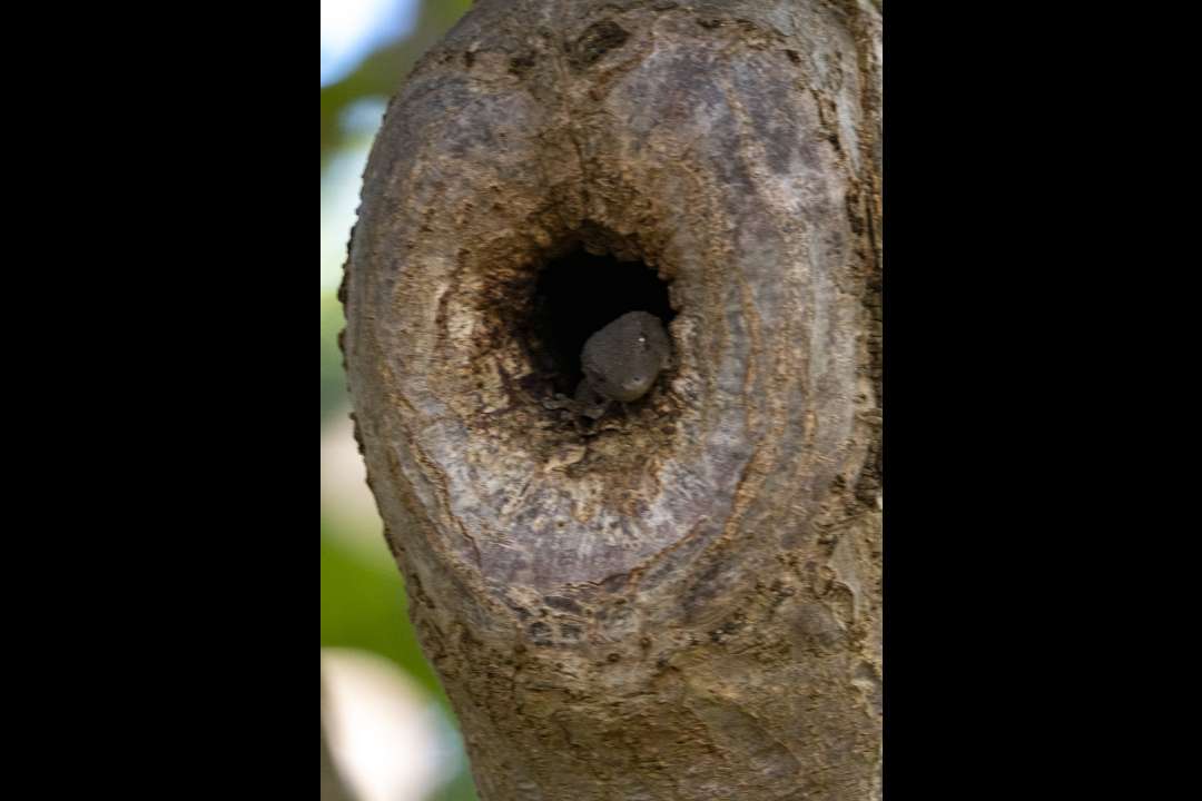 Trees Trees